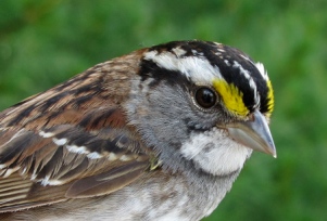 White-throated Sparrow (Derbyshire)