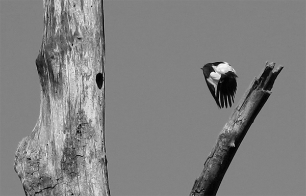 Red-headed Woodpecker nest