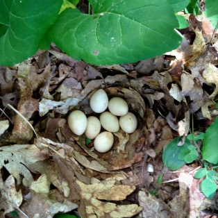 Ruffed Grouse nest