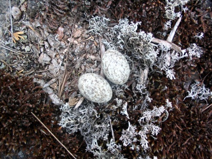 Common Nighthawk nest