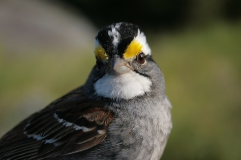 White-throated-sparrow